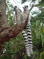 ���� ��� - �����